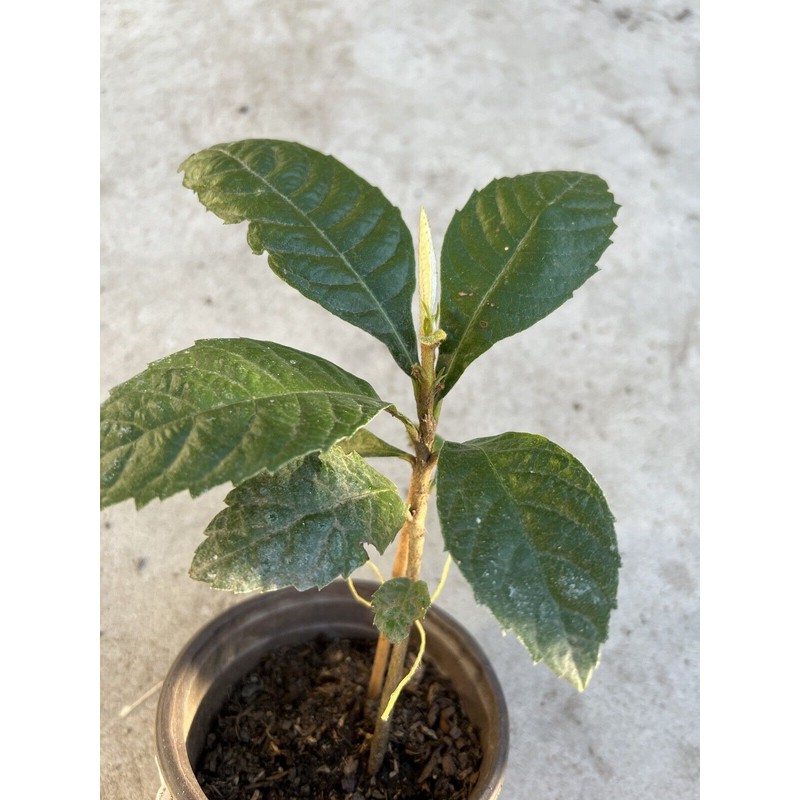 Tree Loquat Tree Seedling 8” With Pot Tropical Plant Sweet
