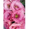 Eustoma / Lisianthus Grandiflorum Thornless Rose Seeds 400 to 4000pcs,