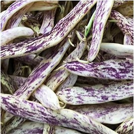 Dragon's Tongue Bush Bean Seeds - 20 Large Bean Seeds - Marde Ross & Company ®