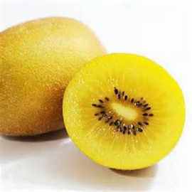 Rare Golden Kiwi Fruit ! 10 Seeds! Hardy Zone 7-11! SWEET TASTE!