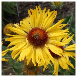 Everwilde Farms - 1 Oz Yellow Gaillardia Native Wildflower Seeds - Gold Vault