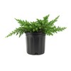 Blue Pacific Shore Juniper | 3 Large Gallon Size Plants