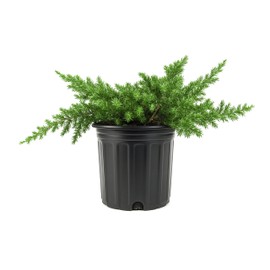 Blue Pacific Shore Juniper | 3 Large Gallon Size Plants | Juniperus Conferta | Evergreen Ground Cover, Hardy Coastal Landscaping, Low Maintenance Shrub, Drought Tolerant, Spreading Growth