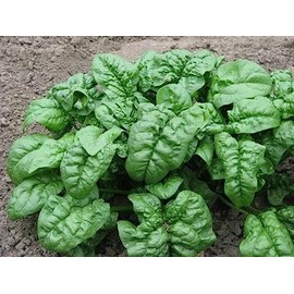 1oz Giant Noble Spinach Seeds Heirloom - Non-GMO - Always Fresh Seeds! - Planting Seeds for Home Vegetable Garden