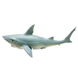Maruwa Boeki Pull Back Car Great White Shark Size: Approx. W2.2 x D4.8 inches (5.5 x 12.3 x 4 4009131-05 cm)