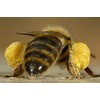 Tia Trini Crema Propóleo Hecha Cera Abeja Cicatrizante Vitamina Quemaduras