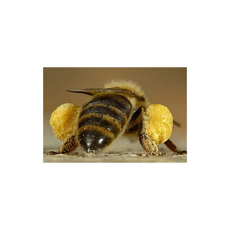 Tia Trini Crema Propóleo Hecha Cera Abeja Cicatrizante Vitamina Quemaduras