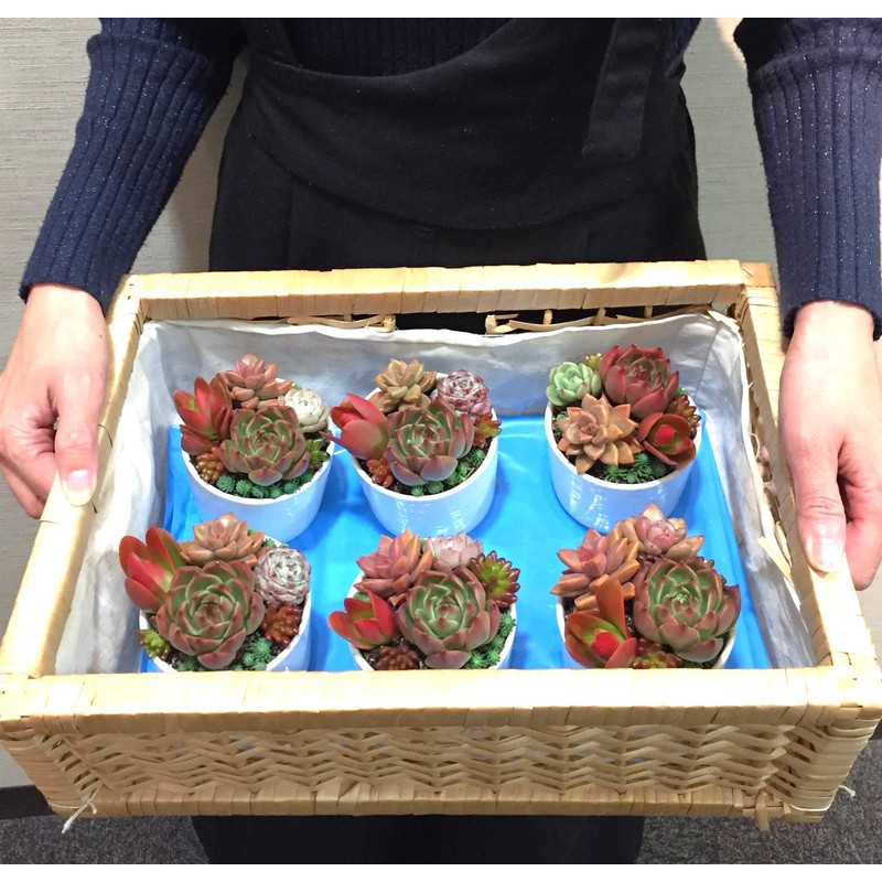 Succulent Plants, Ready to Hang in a White Pottery Pot,