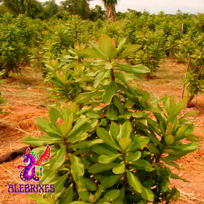 Alebrixes | Moronel Herbal Tea (4oz)| Premium Quality Moronel Herbal