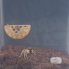 DQITJ Jumping Spider Hidden House Tarantula Enclosure Accessories with Magnet