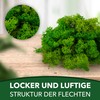 sphagnum-shop.com Real Decorative Moss Reindeer Moss in Light Green 500