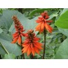 Buy Rare Seeds Erythrina arborescens | Coral Tree | 5_Seeds