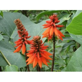 Buy Rare Seeds Erythrina arborescens | Coral Tree | 5_Seeds