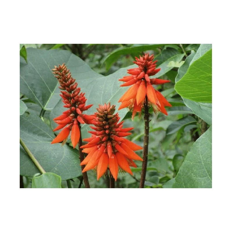 Buy Rare Seeds Erythrina arborescens | Coral Tree | 5_Seeds