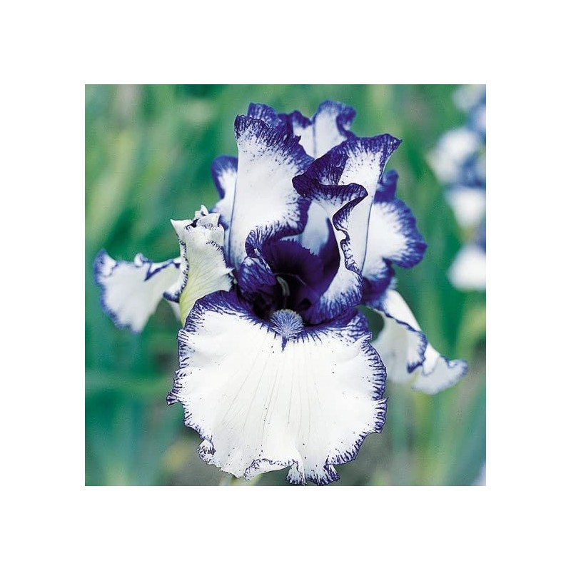 35pcs Rare Heirloom Iris Seeds - Beautiful and Colorful Blooms