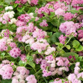 Outsidepride 10000 Seeds Annual Ageratum Pink Flower Seeds for Planting