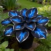 Hosta Flower Bulbs for Garden Edges, Broad Leaf Appeal, 2