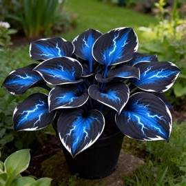 Hosta Flower Bulbs for Garden Edges, Broad Leaf Appeal, 2 Pack