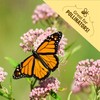 Back to The Roots 100% Organic Seed Packet - Parsley