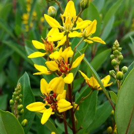 Thryallis | 2 Extra Large 3 Gallon Plants | Galphimia glauca | Tropical Beauty | Year-Round Blooms