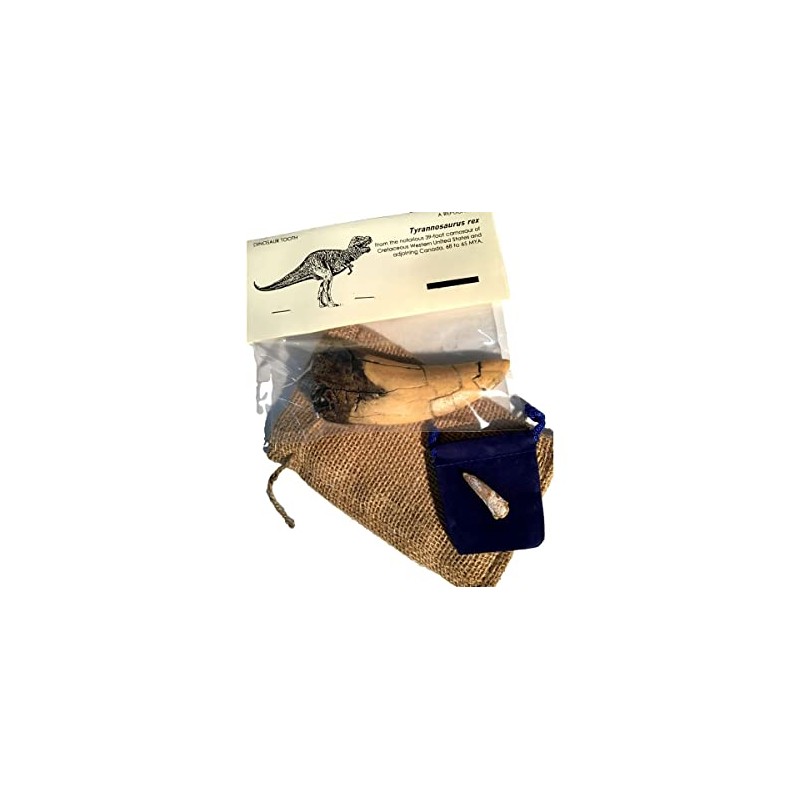 DINOSAURS ROCK Tyrannosaurus Rex Tooth Replica - T-Rex - Plus