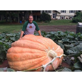 Ron Wallace's Whoppers Giant Pumpkin Seeds (5 Seeds per Package)
