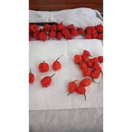 Carolina Reaper Pepper 20+ Seeds| Exotic Pepper Seeds | Homegrown & Organic