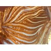 Premium Ham Stocking Ham Net, Calibre 14, Brown/White, 3 Metres,