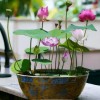 Nygardenia 10pcs Pre-Sprouted Mixed Color Bonsai Bowl Lotus - Ready