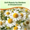 Outsidepride Roman Chamomile Seeds - 50000 Pcs Perennial, Drought Tolerant,