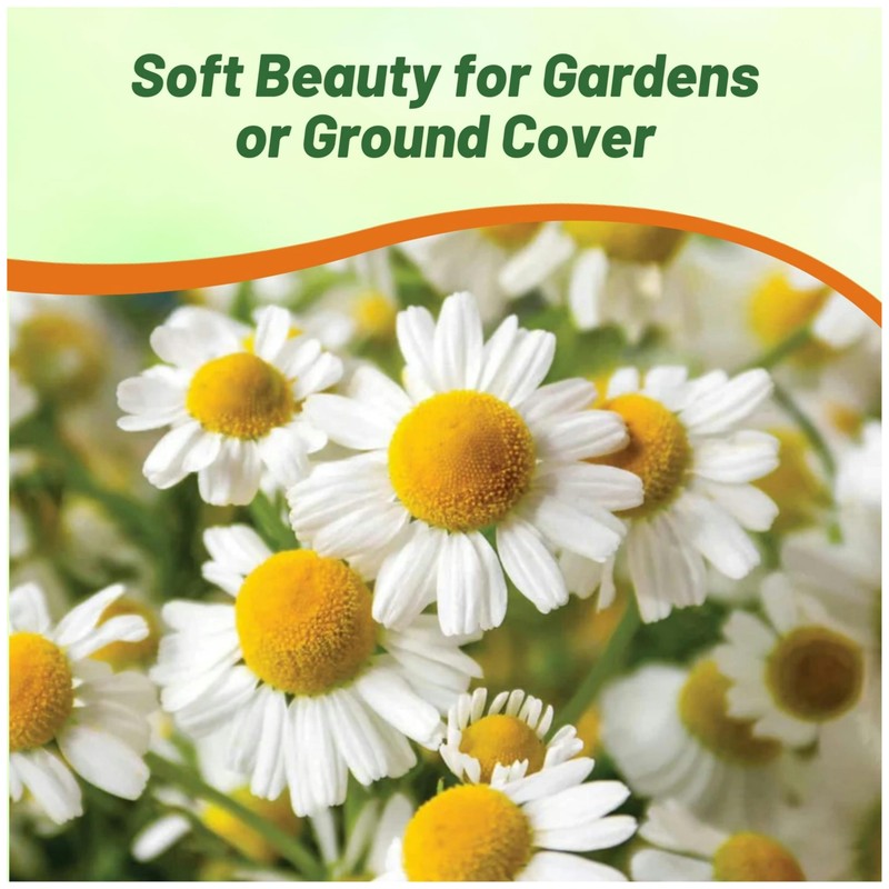 Outsidepride Roman Chamomile Seeds - 50000 Pcs Perennial, Drought Tolerant,