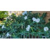 Home Grown 150÷160 Seeds. Datura Stramonium, Jimson Weed, Thorn Apple,Devil's