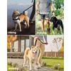 OutdoorMaster Bungee Dog Leash, Heavy Duty Dog Leash with Shock