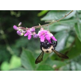 Phaseolus polystachios Thicket Bean 10 seeds from 2024 Native perennial bean