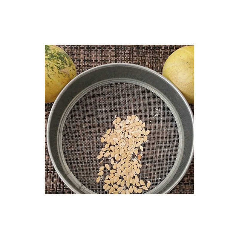 Buffalo Gourd Seeds (Cucurbita foetidissima) Packet of 10 Seeds