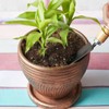 Doter Premium Lucky bamboo Soil Mix 2qt, Indoor Plants Potting