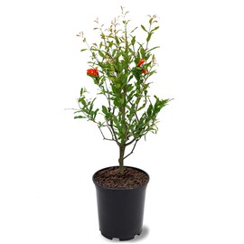 Parfianka Pomegranate Tree, Fruit Bearing, Hardy, 1 gal Nursery Pot, 12-18 in Tree Height (Due to Agricultural Laws, we Cannot Ship to CA, AZ, AK, or HI)