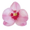 DEKORA Conf. 10 Orchidee in Cialda Decorazioni Commestibili per Torte,