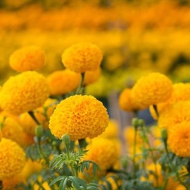 LuteinAstaxanthin Beta Carotene Astaxanthin Lutein Eyes / 루테인아스타잔틴 베타카로틴 아스타잔틴 루테인 눈