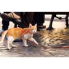 Cat Harness and Leash Set Gold Moons Soft Nylon Escape