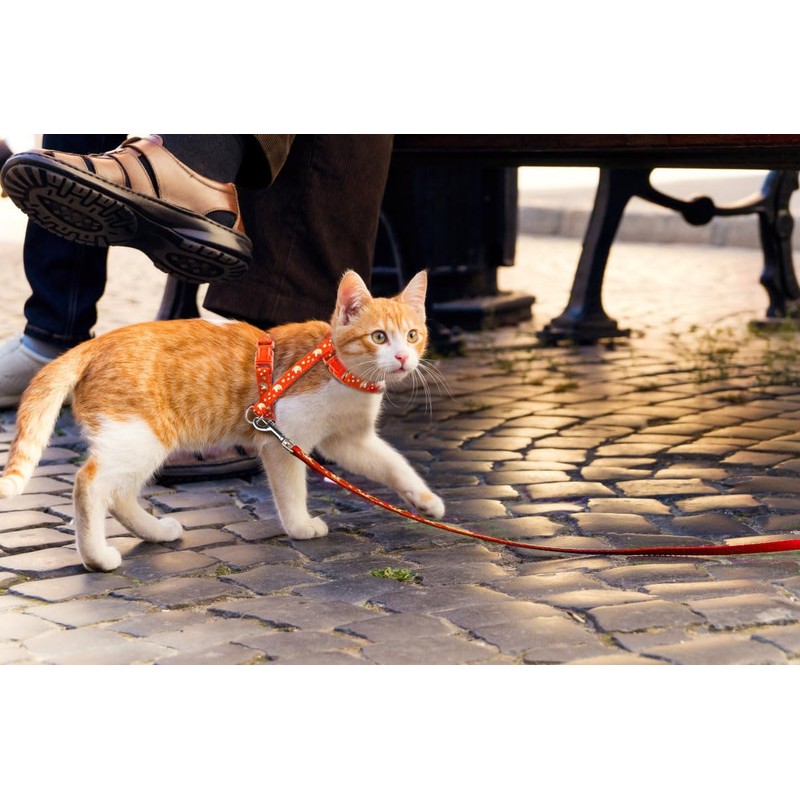 Cat Harness and Leash Set Gold Moons Soft Nylon Escape