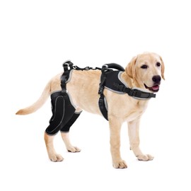 LISPOO Dog Knee Brace for Luxating Patella and Torn ACL Cruciate Ligament Support for Hind Legs with ACL Brace and Arthritis Pain for Dogs Rear Leg