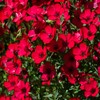 Outsidepride Flax Scarlet - 5000 Seeds