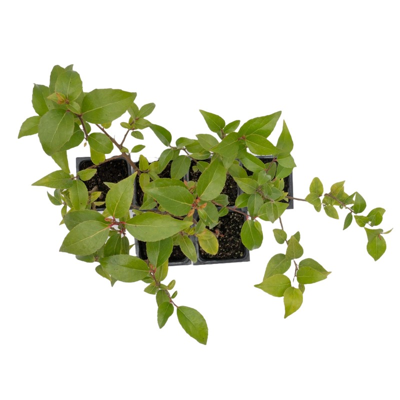 6 Xylosma Congestum, Live Plants – Shiny Xylosma in 2.5”