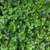 Micro Clover Seed for Lawn - 1 Lb - ~400,000