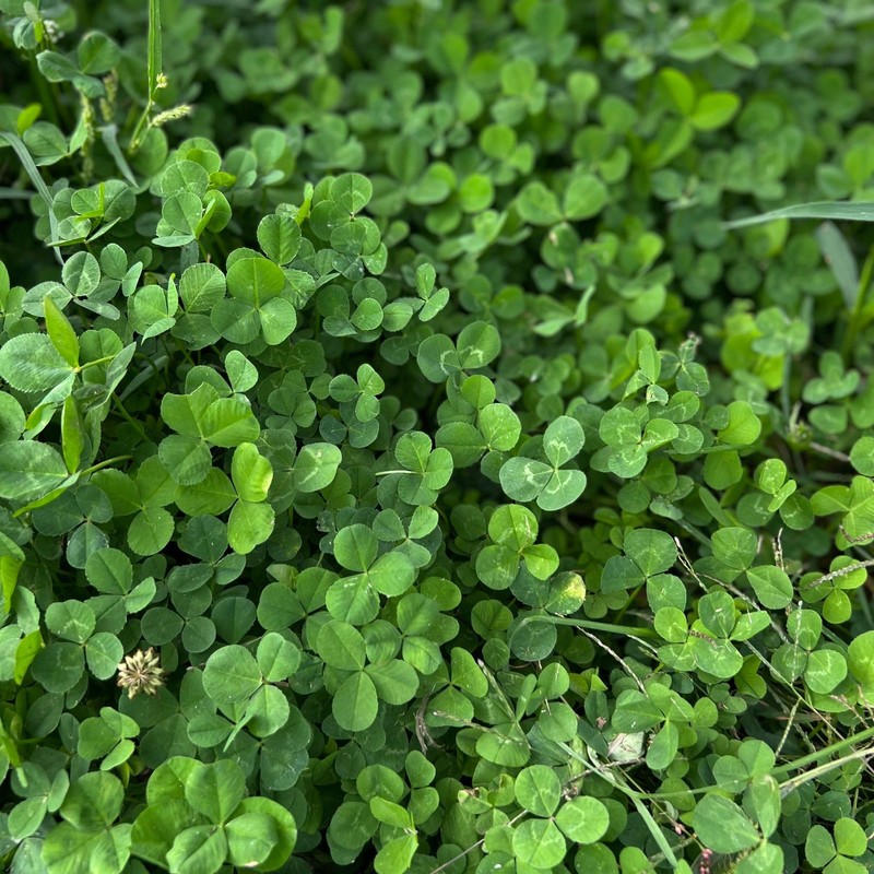 Micro Clover Seed for Lawn - 1 Lb - ~400,000