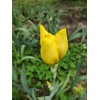 Bearded Iris 15 Bearded Iris Rhizomes – Easy to Grow,