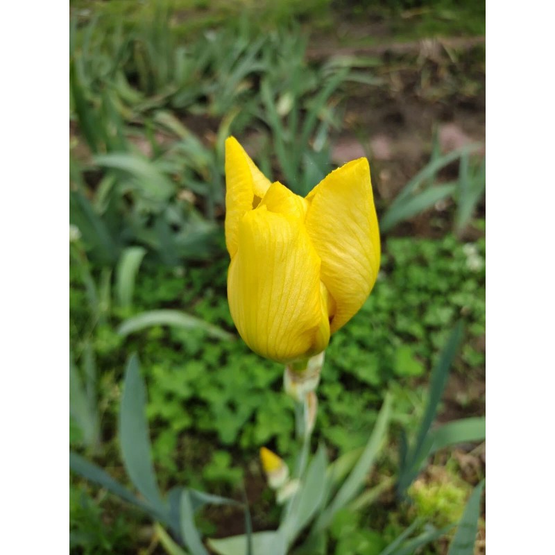 Bearded Iris 15 Bearded Iris Rhizomes – Easy to Grow,