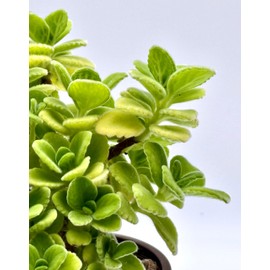 Live Plant Plectranthus Purpuratus in 4" inch Pot with Soil Fully Rooted. Fragrant Mint Scent, Easy to Care, Great for Home Office Wedding Decorations DIY Projects Party Favor