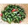 SeedsUP - 30+ Seeds Jalapeno Chili Pepper - Vegetable Green